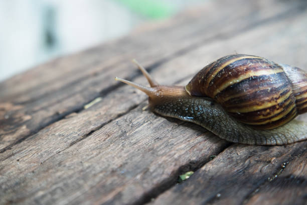 istock Giant African  land snail on wood floor 1169929478