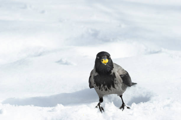 Hooded Crow (Corvus cornix or Hoodiecrow) standing in the snow with a a piece of boiled egg yolk in its beak (probably someone's sandwich/lunch leftover) in a public park on a sunny day in winter. Shallow depth of field. Blurred background.