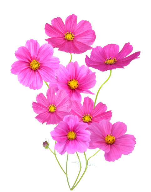 istock pink Cosmos F 1169930348