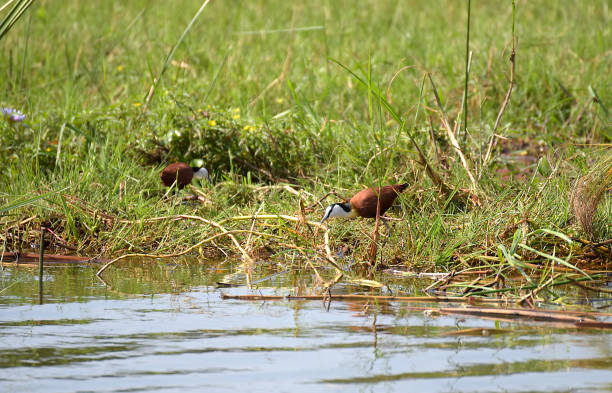istock African jacana of Rwanda 1169930364