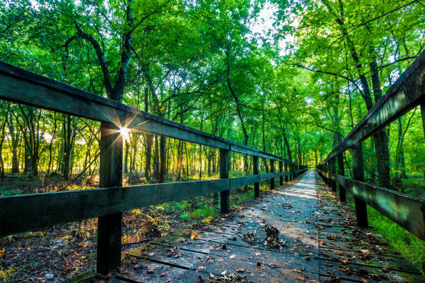 natchez trace hiking - tree area footpath hiking woods foto e immagini stock