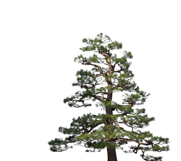 istock Pine tree in Japanese garden 1169930435