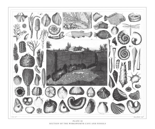 ilustrações, clipart, desenhos animados e ícones de seção da caverna de wirksworth e dos fósseis gravura a ilustração antiga, publicada 1851 - fossil fuel