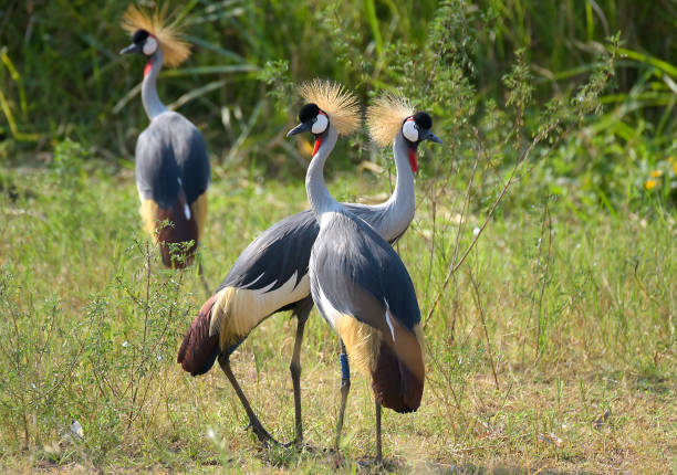 Black crowned crane of Rwanda