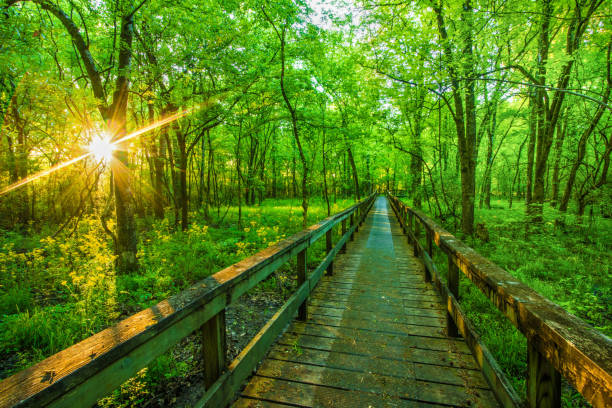 Sunrise On A  Hiking Tail Natchez Trace Parkway, Tupelo, Mississippi. The Natchez Trace, also known as the \