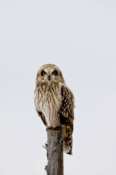istock Perched Short-eared Owl, Asio flammeus, at twilight 1169932034