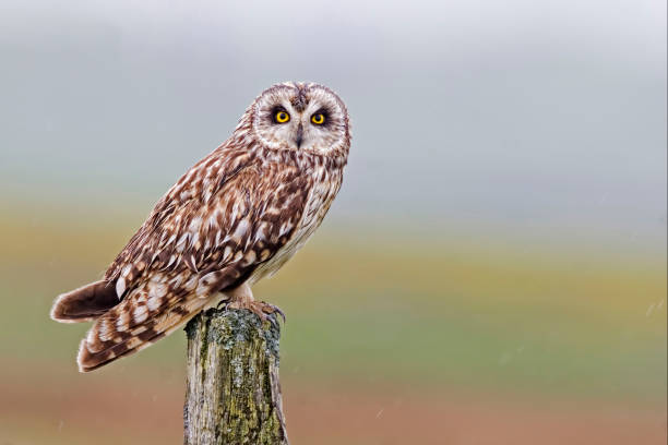istock Perched Short-eared Owl, Asio flammeus, from the Orkney moors 1169932039