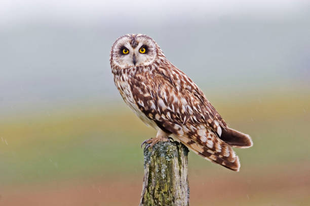 perched short-eared owl, asio flammeus - night perching owl imagens e fotografias de stock