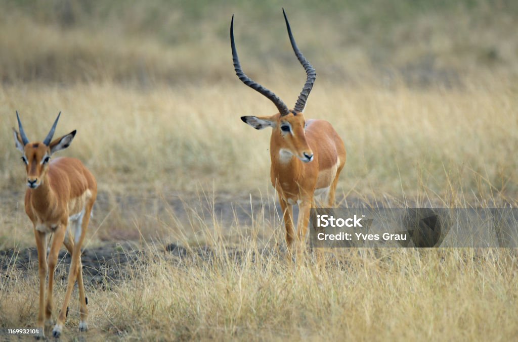 Impala of Rwanda Akagera National Park Stock Photo