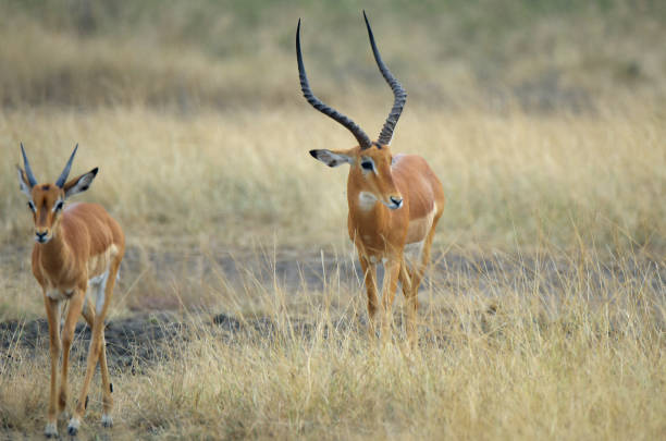 Impala of Rwanda Impala of Rwanda akagera national park stock pictures, royalty-free photos & images
