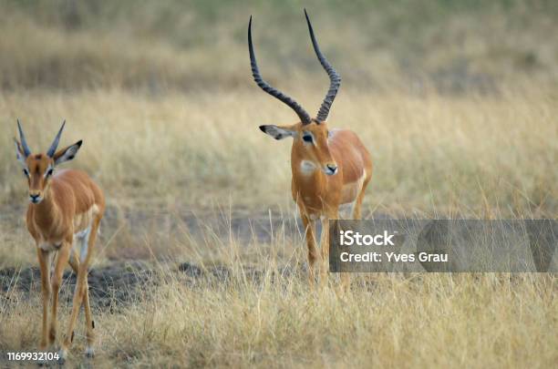 Impala Of Rwanda Stock Photo - Download Image Now - Akagera National Park, Africa, Animal Wildlife