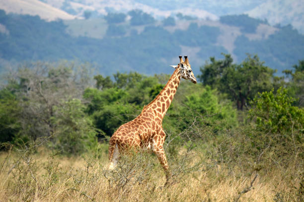 Giraffe of Rwanda Giraffe of Rwanda akagera national park stock pictures, royalty-free photos & images