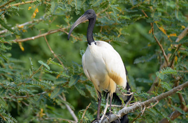 istock African sacred ibis of Rwanda 1169932157