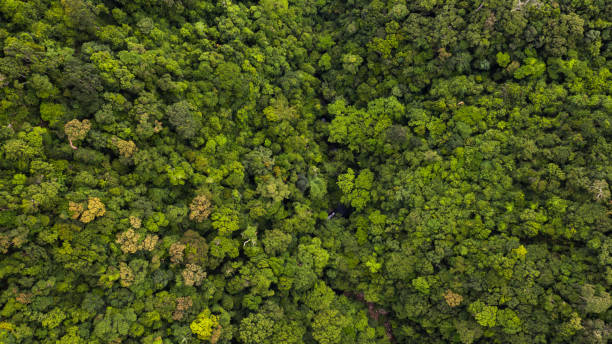 vue aérienne forêt tropicale asiatique, texture et fond d'arbre de forêt. - tree stream forest woods photos et images de collection