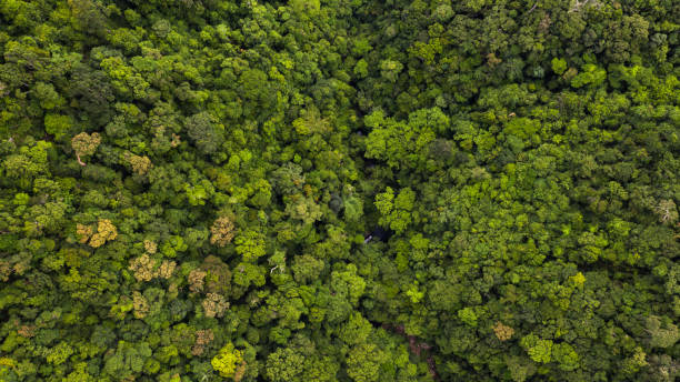 istock Aerial view asian tropical rainforest, forest tree texture and background. 1169932270