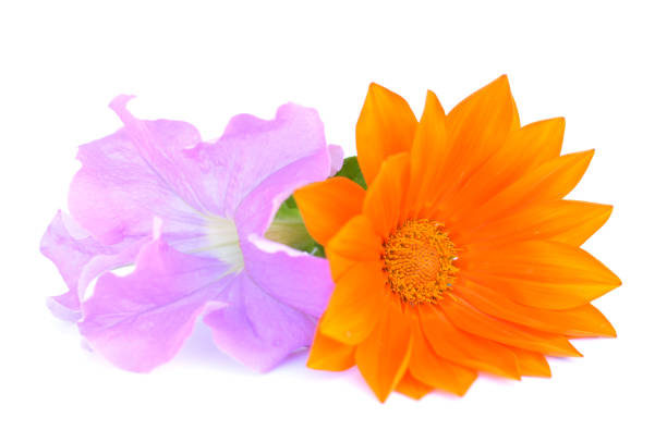 Orange gazania and pink petunia on white background