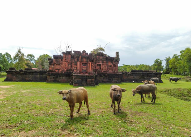 istock Buffalo in Prasat Pueai Noi 1169932931