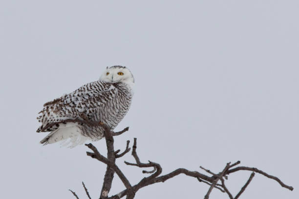 istock Juvenile Snowy Owl, Bubo scandiacus, perched in tree 1169932987