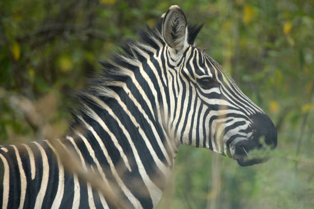 Zebra of Rwanda stock photo