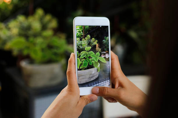 istock Taking pics of the plant while they do gardening 1169933953