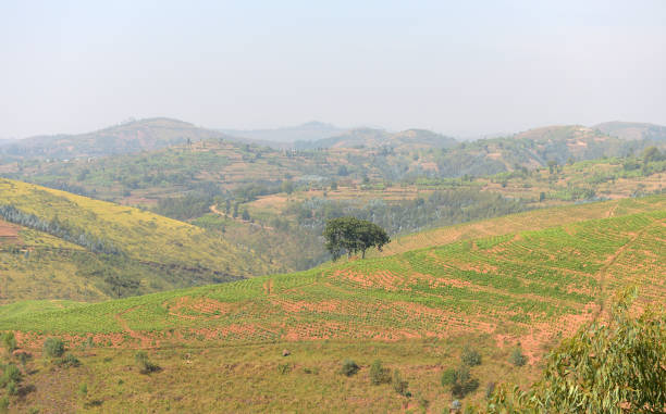 istock Tea Plantation in Rwanda close to Kibeho 1169938706
