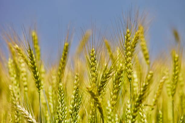 istock Golden wheat field in summer sunny day on blue sky background 1169939576