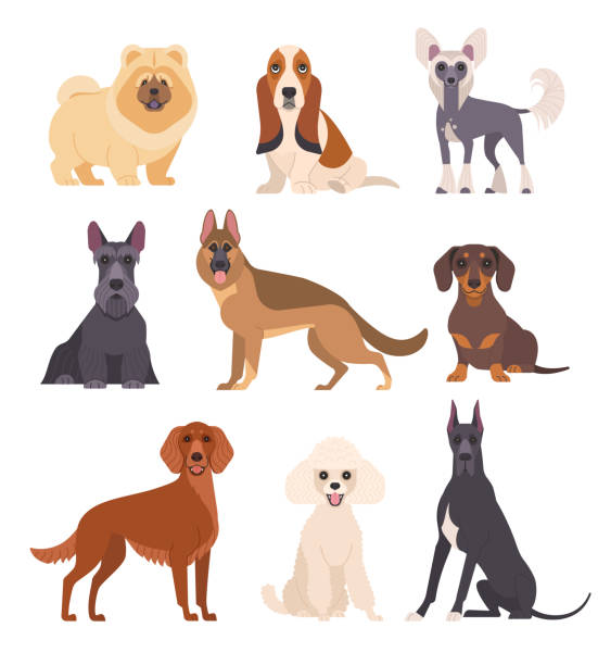 ilustraciones, imágenes clip art, dibujos animados e iconos de stock de colección de perros. - dachshund