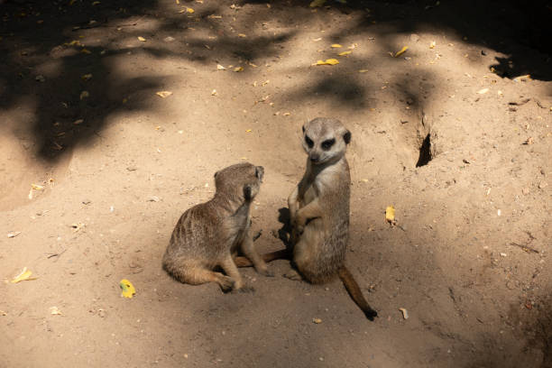 istock Meerkat family at zoo 1169940767