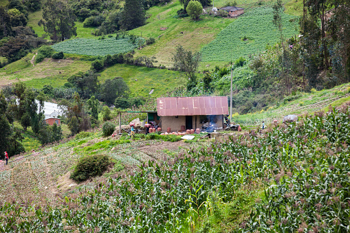Farmers harvesting potatoes on farmland in the Department of Boyacá in Colombia