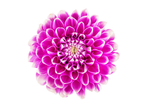 istock dahlia flower on a white background in isolation for designers 1169941114