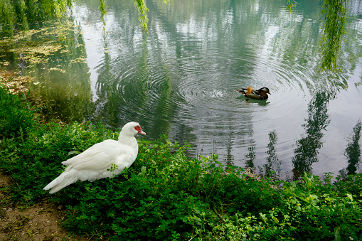 Friendship between a goose and a duck,in the heart of Provence.