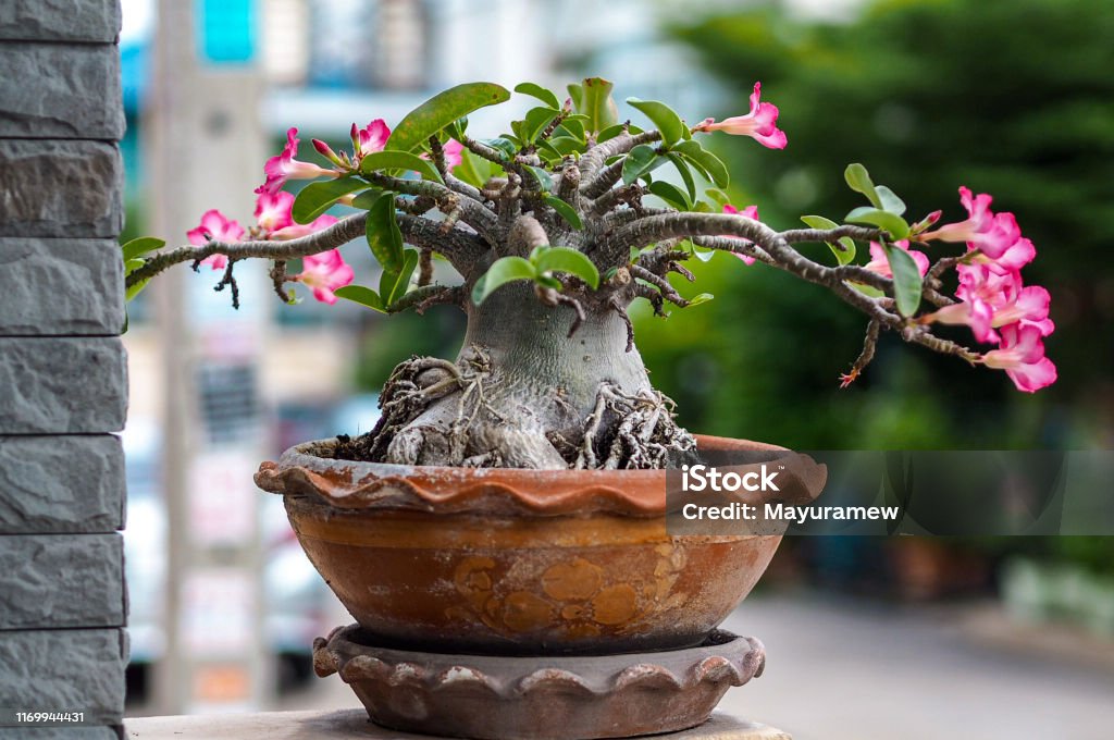 Adenium obesum tree or Desert rose in the pot Adenium Obesum Stock Photo