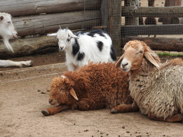 istock sheep within a mob turn to check out the photographer 1169944483