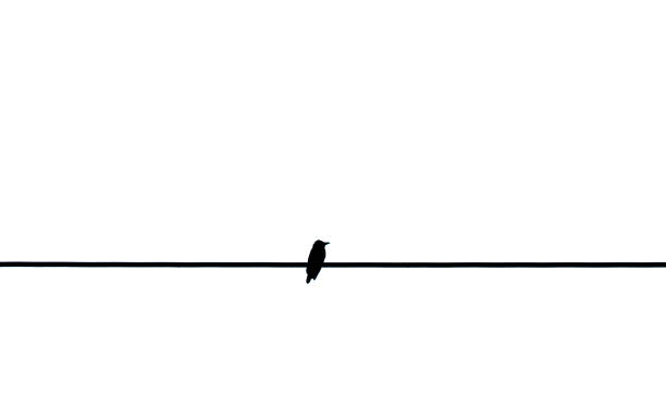 istock Alone bird on a wire, Alone bird is on the electric cable, Alone birds sitting on a wire isolated 1169945460