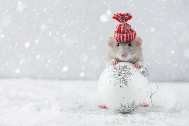 Rat in winter hat holding Christmas white ball decoration in snowy weather. Chinese new year 2020 creative concept.