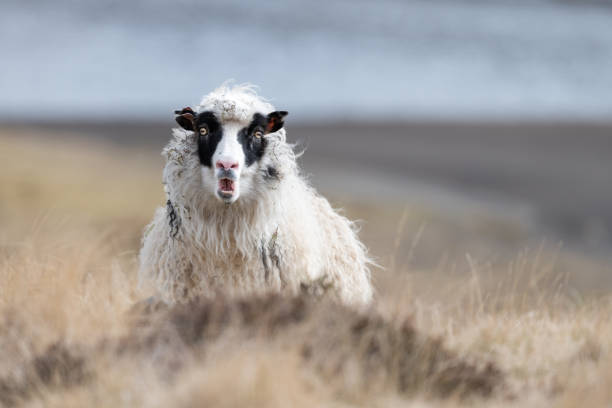 현장 범죄의 중간에 잡힌 - sheepdog dog sheep border collie 뉴스 사진 이미지