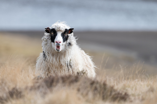 This photo of this surprised wild sheep was taken in Faroe Islands.