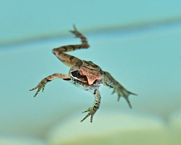 Pool Frog stock photo