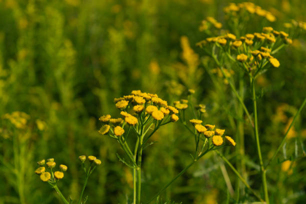 istock Tanacetum vulgare also known as tansy, common tansy 1169948517