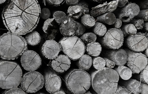 istock Cross section of tree trunks pattern, old grey round wood cuts 1169948542