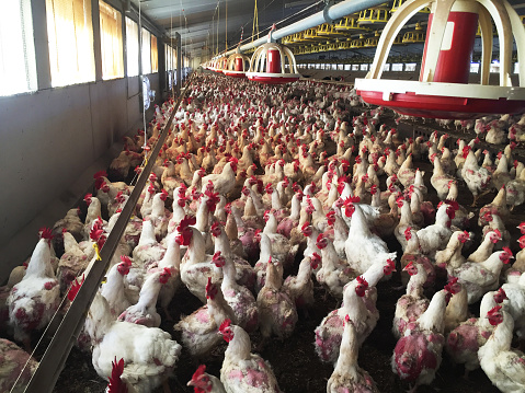 Granja de gallinas y gallos destinados a la producción de huevos fertilizados para dar a sarídores photo