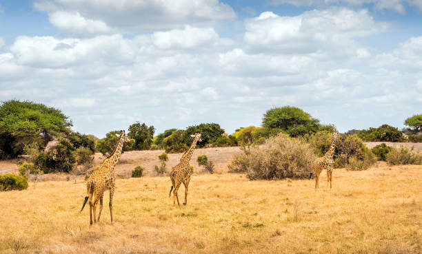 istock African giraffe in Kenya 1169951156
