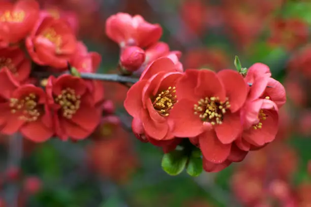 Lush Red flowers of Cydonia or Chaenomeles Japonica close up. Blooming Superba bush or scarlet flowering scrub in spring garden