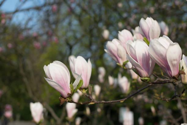 istock Flowering magnolia tree with white and pink flowers 1169951955
