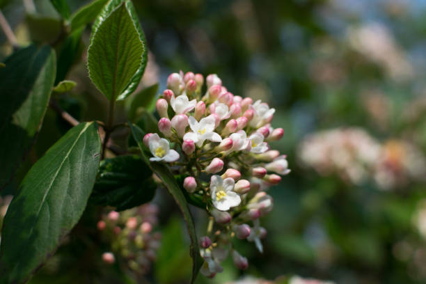 istock Weigela on blurred background close up with bokeh 1169952147
