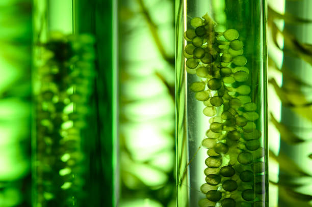 istock Photobioreactor in Algae fuel biofuel industry, sustainable energy concept 1169952182