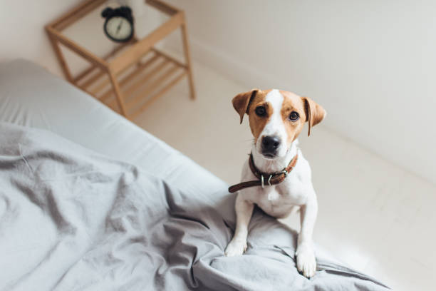 cane curioso a letto che guarda la macchina fotografica - investigative foto e immagini stock