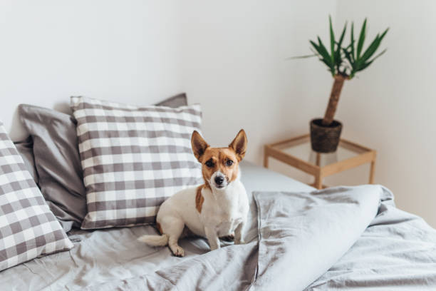 istock Adorable dog in bed 1169952193
