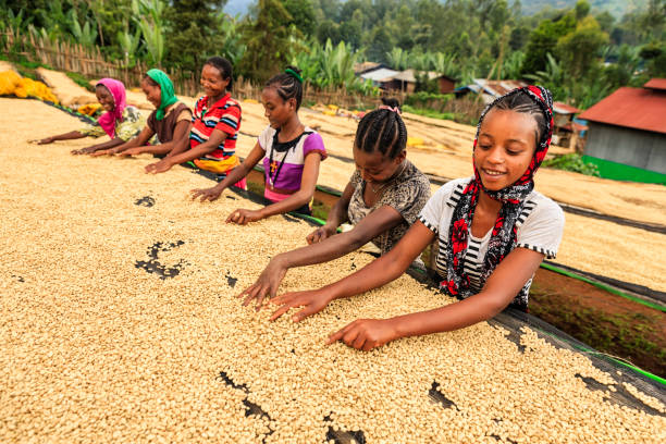 コーヒー豆を選別するアフリカの女の子と女性、東アフリカ - ethiopian coffee ストックフォトと画像