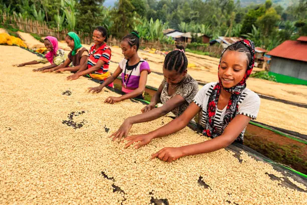 Photo of African girls and women sorting coffee beans, East Africa